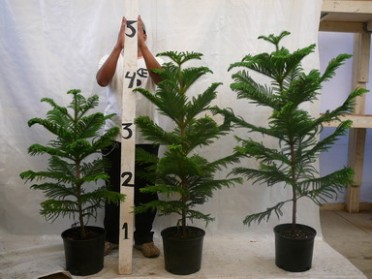 Araucaria heterophylla 'Norfolk Island Pine