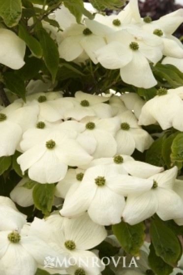 Aurora® Dogwood