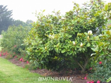 BABY GRAND® Magnolia