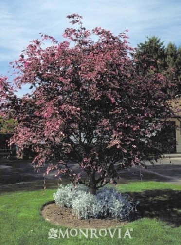 Beech Tricolor European 