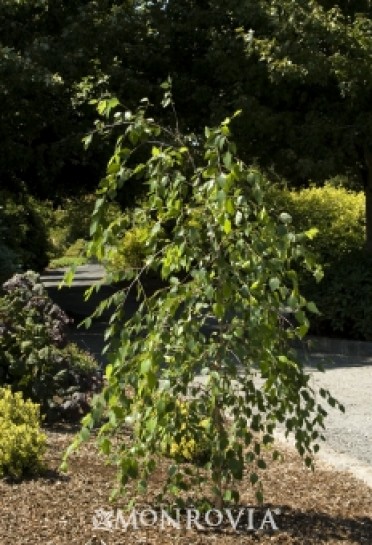 Birch River  'Summer Cascade'