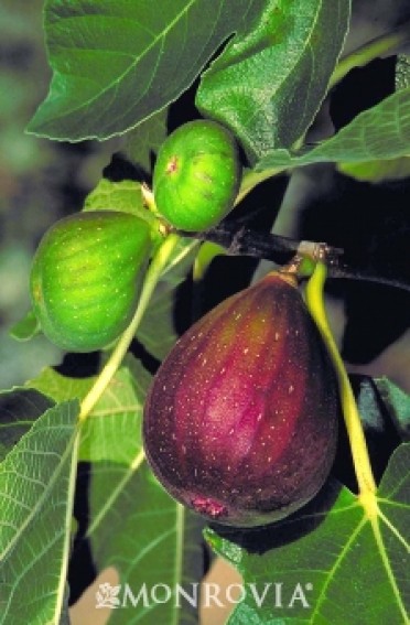 Brown Turkey Fig