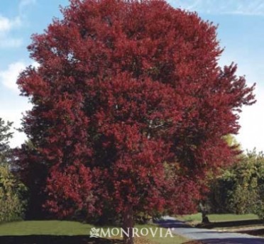 Burgundy Belle(R) Red Maple