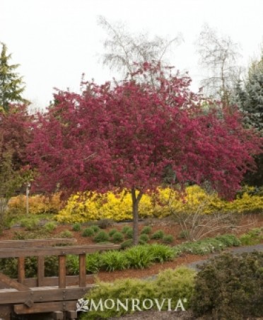 Centurion® Crabapple