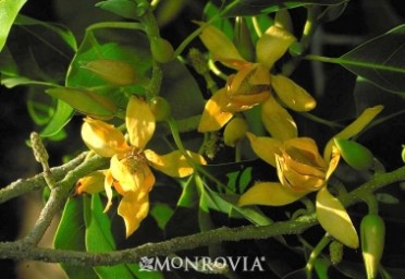 Champaca 'Fragrant Himalaya'