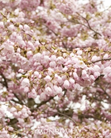 Cherry 'Akebono Yoshino'