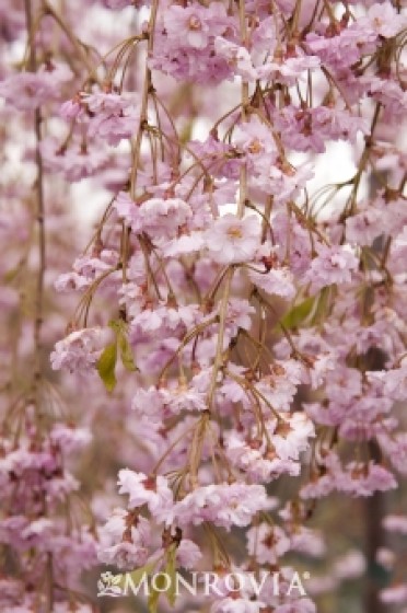 Cherry 'Double Weeping Rosebud'