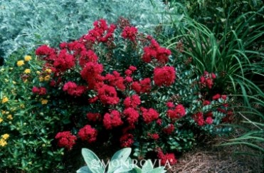 Cherry Dazzle® Crape Myrtle