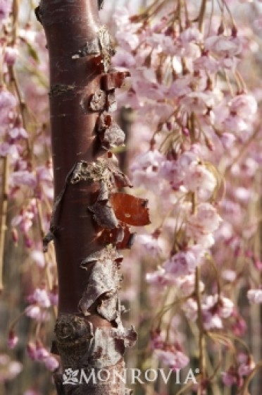 Cherry Weeping 'Cheal's'