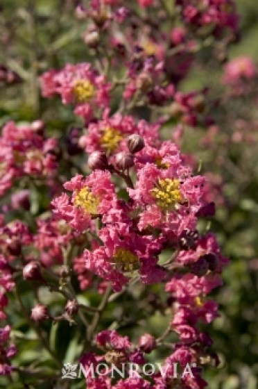 Cheyenne Crape Myrtle