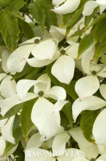 Constellation® Dogwood