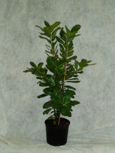 Corynocarpus laevigatus 'New Zealand Laurel'