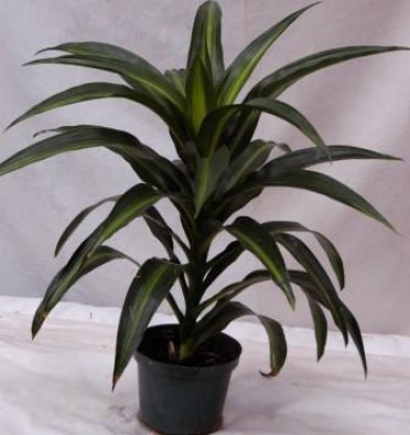 Dracaena 'Hawaiian Sunshine'