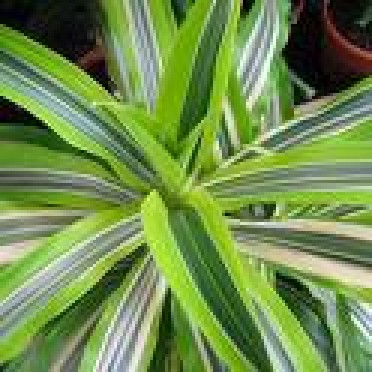 Dracaena deremensis 'Lemon Lime'