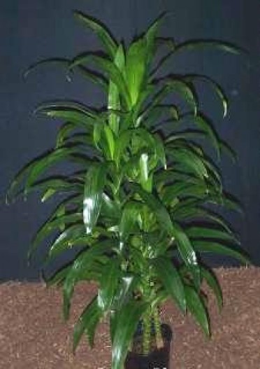 Dracaena deremensis 'Lisa'