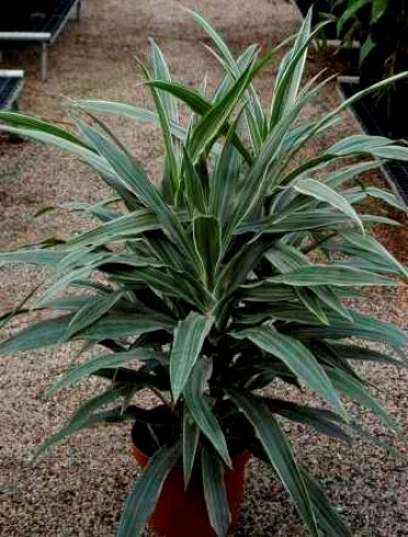 Dracaena deremensis 'Warneckii Jumbo'