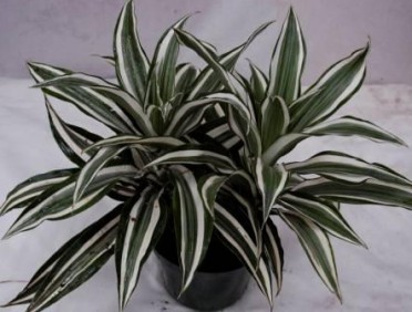 Dracaena deremensis 'Warneckii White Bird'