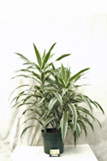 Dracaena deremensis 'Warneckii White Stripe'