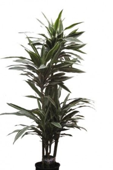 Dracaena deremensis 'Warneckii'