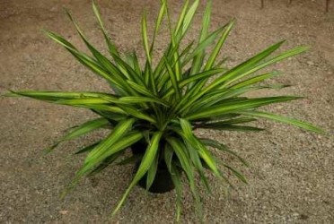 Dracaena fragrans 'Massangeana Corn Plant'