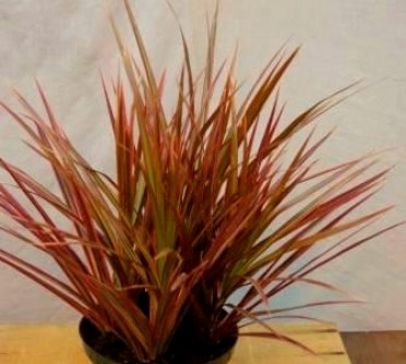 Dracaena marginata 'Colorama'