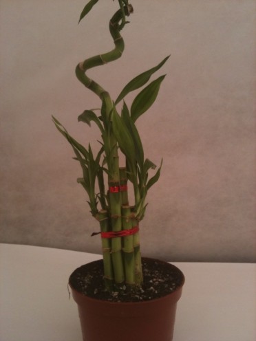 Dracaena sanderiana 'Lucky Bamboo'