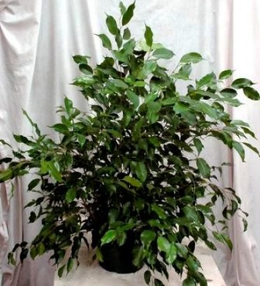 Ficus benjamina 'Weeping Fig'