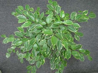 Ficus benjamina variegated 'Spearmint'