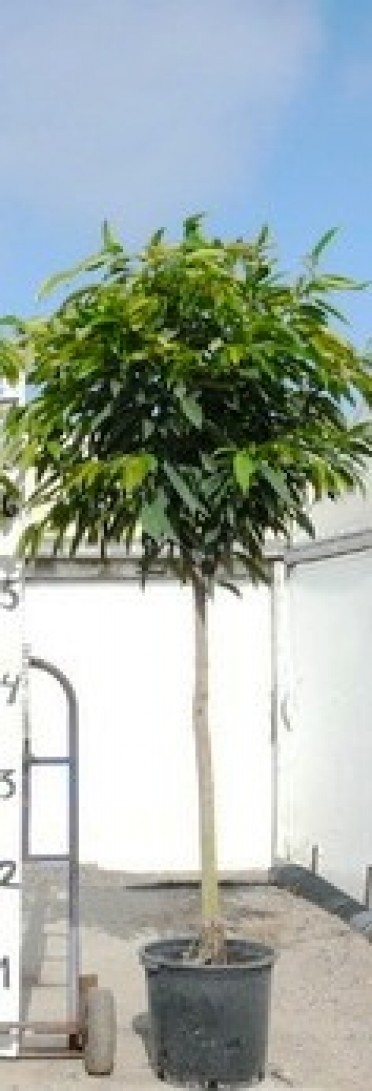 Ficus binnendijkii 'Amstel King'