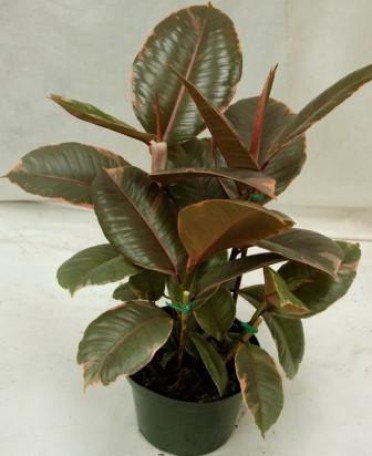 Ficus elastica 'Rubber Plant Robusta Ruby'