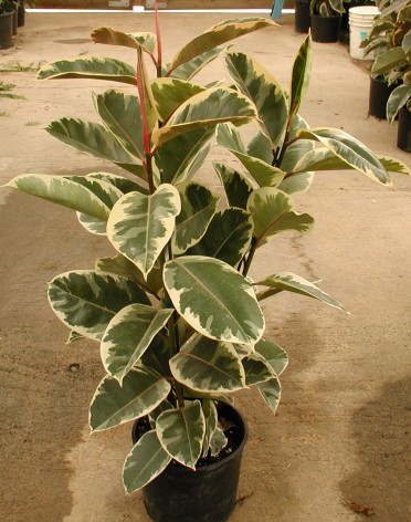 Ficus elastica 'Rubber Plant Tineke'