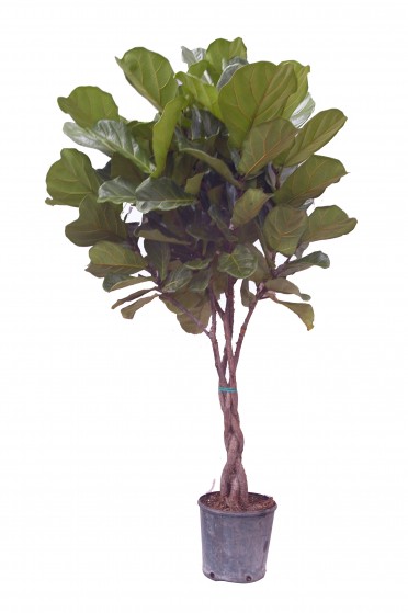 Ficus lyrata 'Fiddle Leaf Fig'