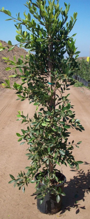 Ficus nitida