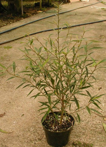 Ficus salicifolia 'Willow-Leafed Fig'