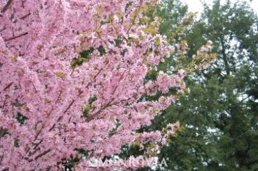 Flowering Cherry 'Dream Catcher'