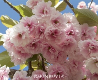 Flowering Cherry 'Kwanzan on Serrula'