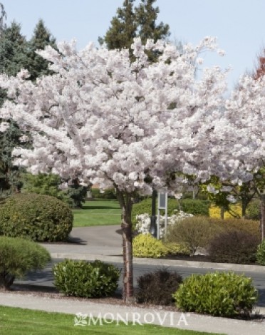 Flowering Cherry Japanese  'Mount Fuji'