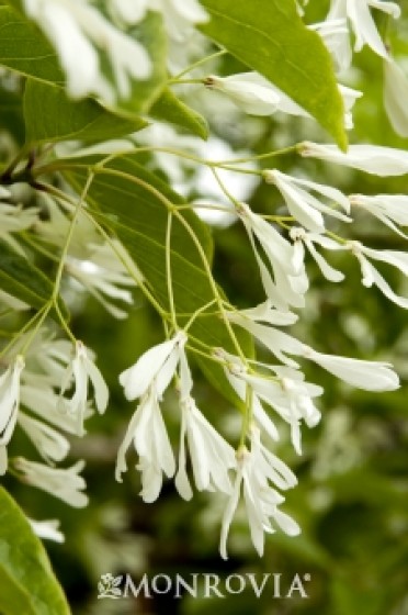 Fringe Tree 'Chinese'