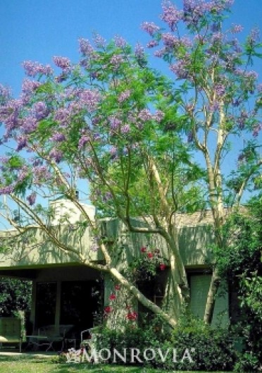 Jacaranda