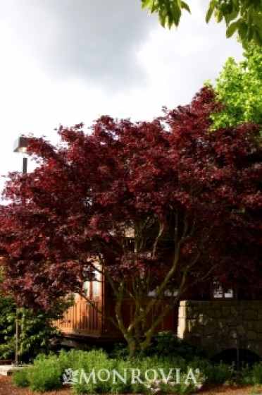 Japanese  Maple Black 