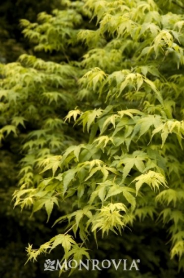 Japanese Maple 'Aoyagi' 