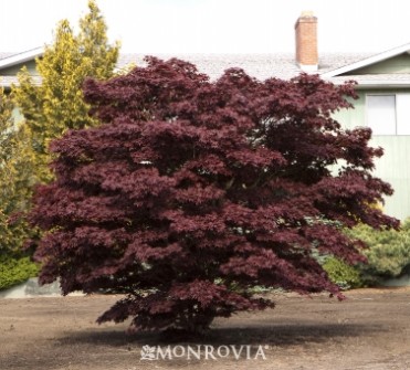 Japanese Maple 'Bloodgood'