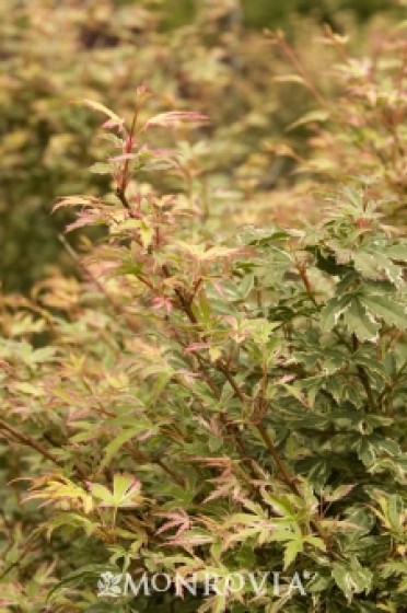 Japanese Maple 'Butterfly'