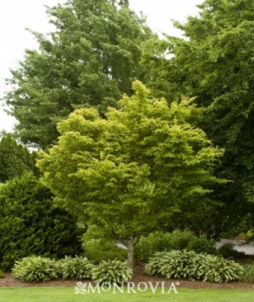 Japanese Maple 'Coral Bark'