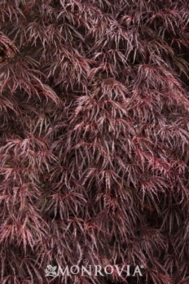 Japanese Maple 'Crimson Queen'