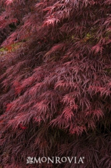 Japanese Maple 'Ever Red'