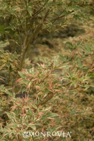 Japanese Maple 'Kagiri Nishiki'