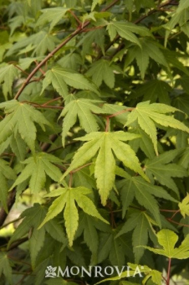 Japanese Maple 'Osakazuki'