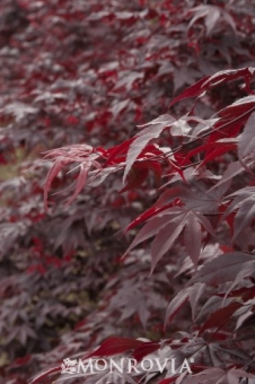 Japanese Maple 'Oshio-Beni'