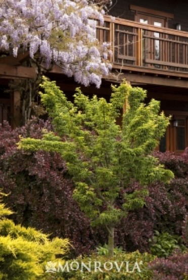 Japanese Maple 'Shishigashira'